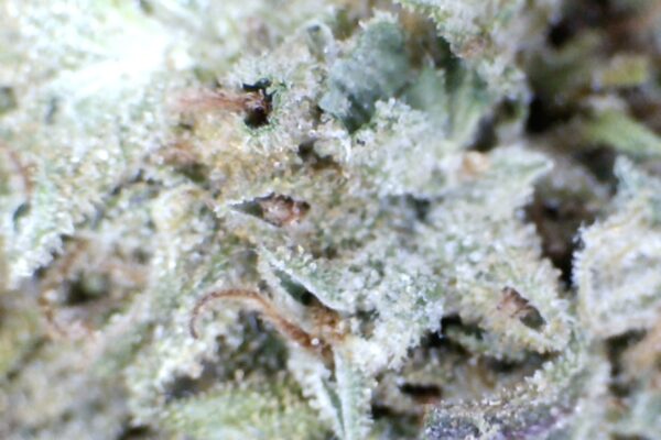 Green Crush OG  by: Mountain Made Farm - Image 3